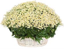 Цветочная композиция из Ромашки в корзине #REPLACE_PRED# Советской Ростовской области